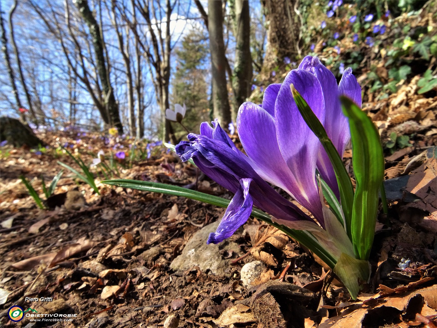 34 Crocus primaverili (Crocus vernus).JPG